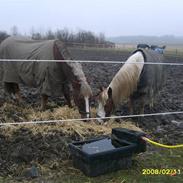 Anden særlig race Fyns O´malley<3