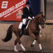 Tysk Varmblod phazati de coeur