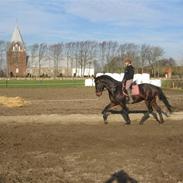 Hannoveraner Højgårds Dexter