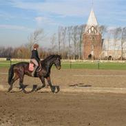 Hannoveraner Højgårds Dexter