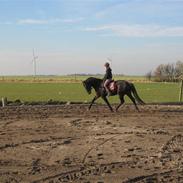 Hannoveraner Højgårds Dexter