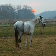Hollandsk Sportspony Snowflake (solgt)
