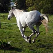 Hollandsk Sportspony Snowflake (solgt)