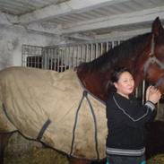 Dansk Varmblod R.I.P. Kalif Askholm