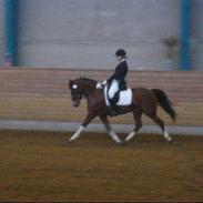 Anden særlig race Sartos  Robbin