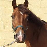 New Forest Mitzi *Passer*