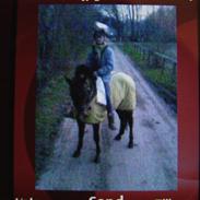 New Forest Mitzi *Passer*