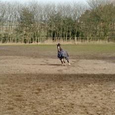 Dansk Varmblod Miss Lightfoot