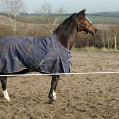 Dansk Varmblod Miss Lightfoot