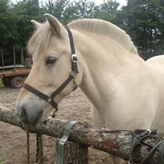 Fjordhest Houdini *har redet*