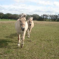 Fjordhest Houdini *har redet*