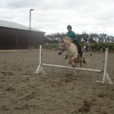 Fjordhest Houdini *har redet*