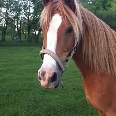 Arabisk fuldblod (OX) Sultan (R.I.P)