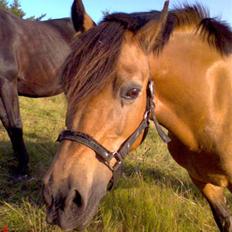 Welsh Pony af Cob-type (sec C) Camilla (éjer ikk mere)