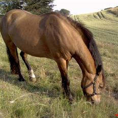 Welsh Pony af Cob-type (sec C) Camilla (éjer ikk mere)
