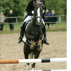 Welsh Pony (sec B) Silver