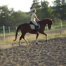 Trakehner Bogart