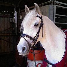 DSP Bæklunls Moloney