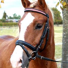 New Forest Natarone Skønager