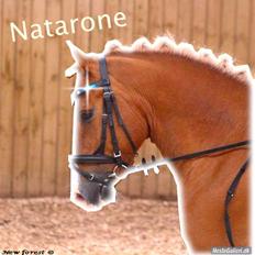 New Forest Natarone Skønager