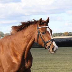 Dansk Varmblod De Nobel