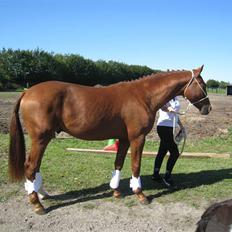 Dansk Varmblod De Nobel