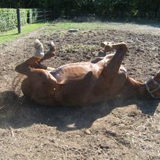 Dansk Varmblod De Nobel