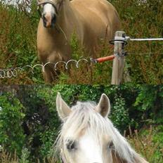 Welsh Pony af Cob-type (sec C) Ræveskiftets Nardi B-Pony RIP