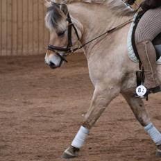 Fjordhest Ryttergaardens Izette 