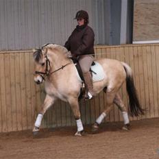 Fjordhest Ryttergaardens Izette 