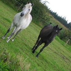 Anden særlig race Moonlight <3 t