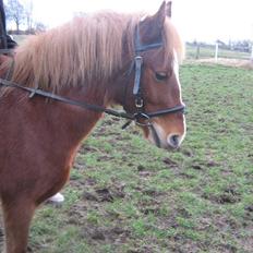 Anden særlig race Æblehavens Dixi wonderboy
