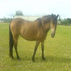 Anden særlig race Léblis