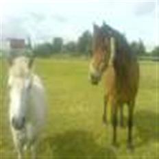 Anden særlig race Tulle