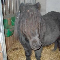 Shetlænder Abildores Nancy