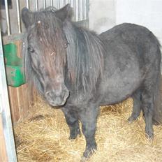 Shetlænder Abildores Nancy