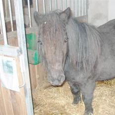 Shetlænder Abildores Nancy