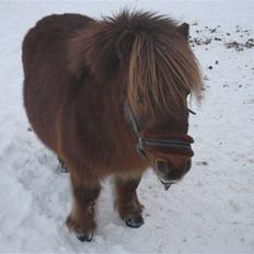 Shetlænder Rasmus