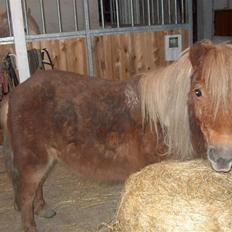 Shetlænder Søndergårds Franciska