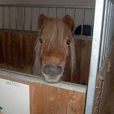 Shetlænder Søndergårds Franciska