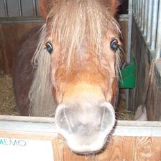 Shetlænder Søndergårds Franciska