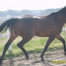 Trakehner Kalla *savnet R.I.P*