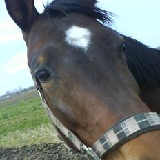 Trakehner Kalla *savnet R.I.P*