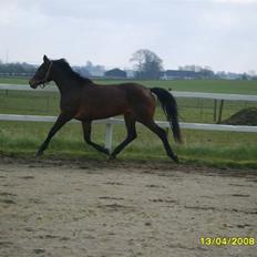 Trakehner Kalla *savnet R.I.P*