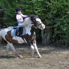 Anden særlig race Pinocchio
