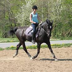 New Forest Zarista SOLGT