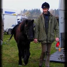 Islænder Skuggi fra risbjerg