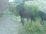 Shetlænder Abildores Nancy - da hun lige er kommet til hingst
