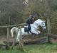 Tysk Sportspony Jonatan {AFLIVET}