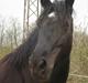 Anden særlig race Moonlight <3 t